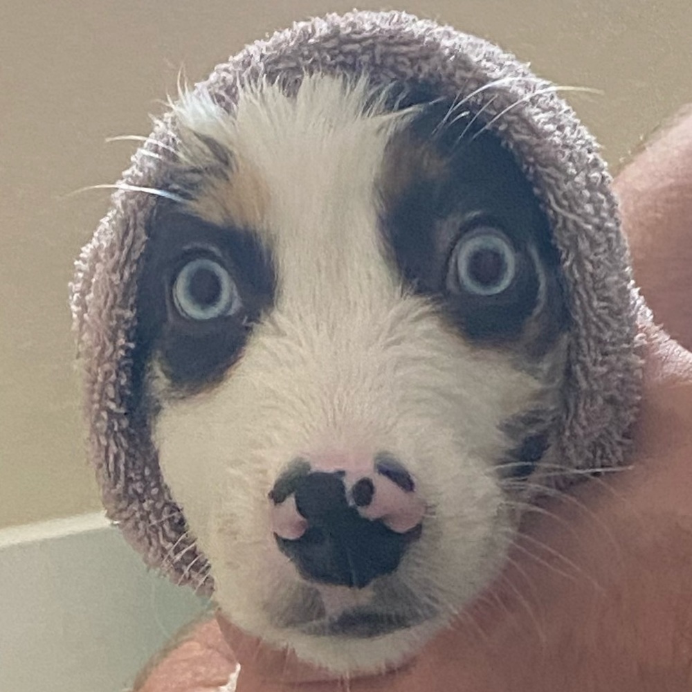 Meet your Posher, Isabel